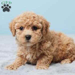 Benji, Bich-Poo Puppy